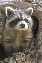 Rocky the Raccoon From Below