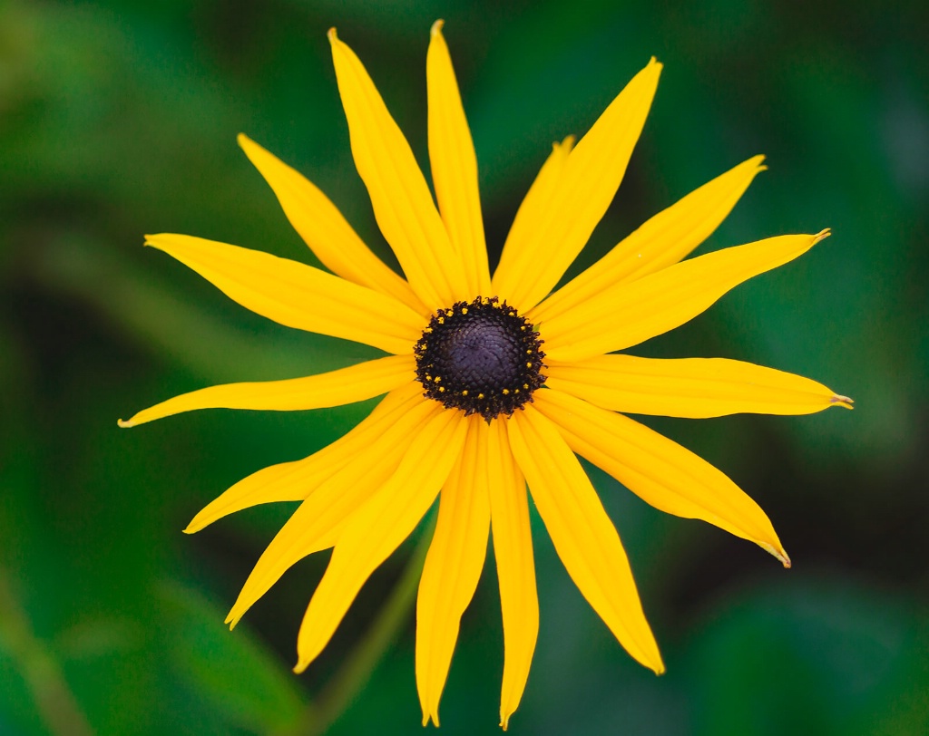 Rudbeckia Star