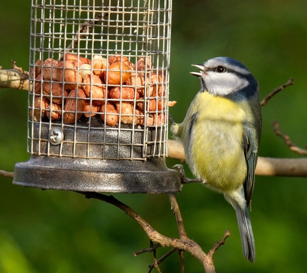 Sing for your Supper