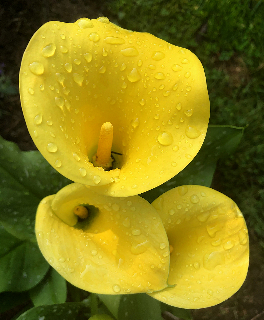 Calla Lilies