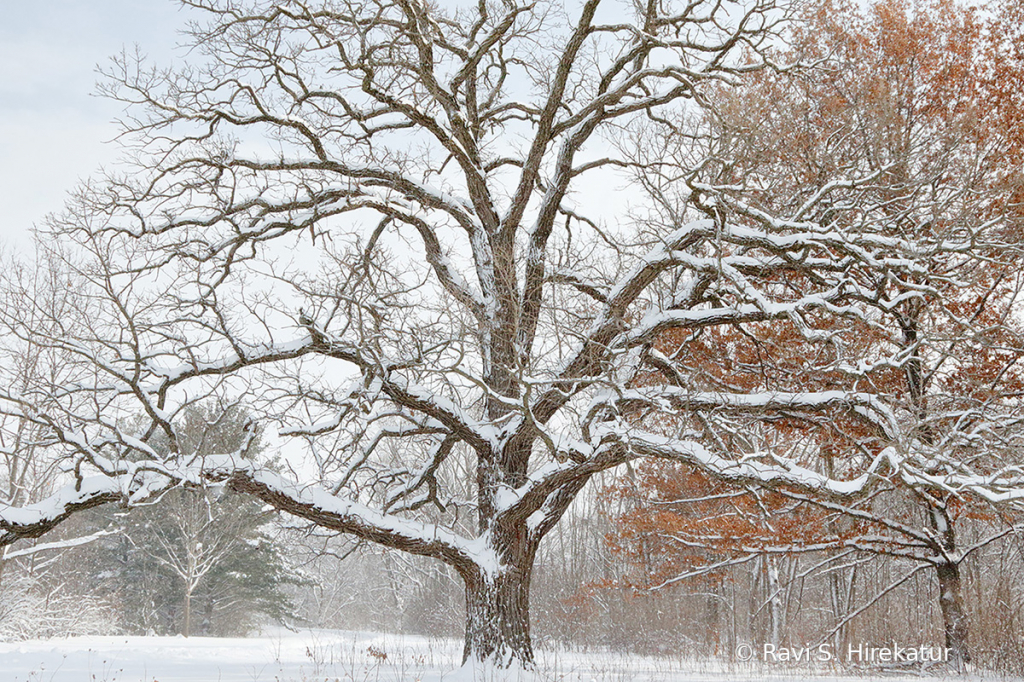 Oak Tree on a snowy day