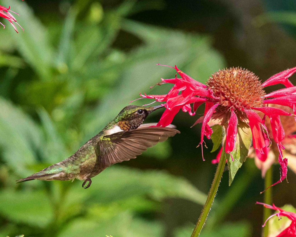 Hungry Hungry Hummer