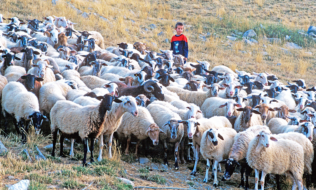 A flock of sheep and the young shepherd.