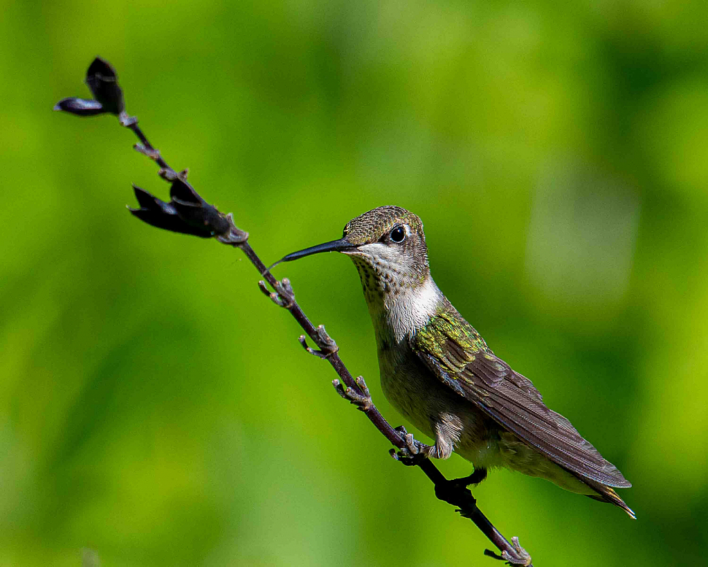 Perching Hummer