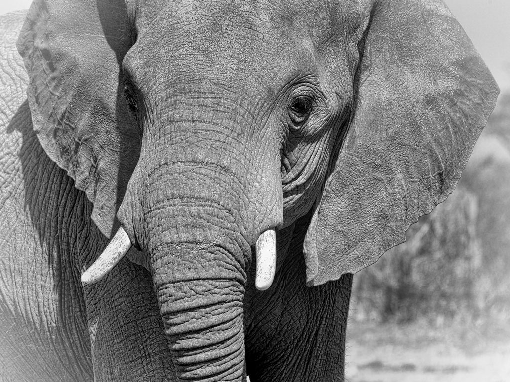 bull elephant portrait