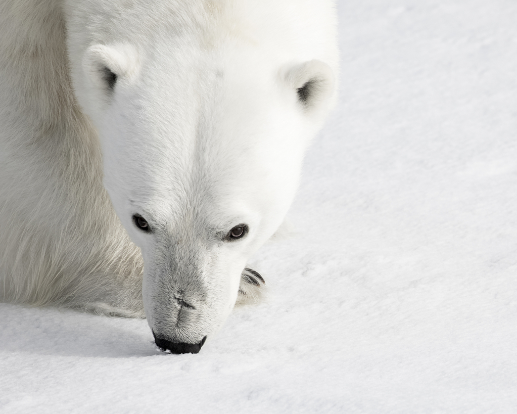 artic polar bear portrait