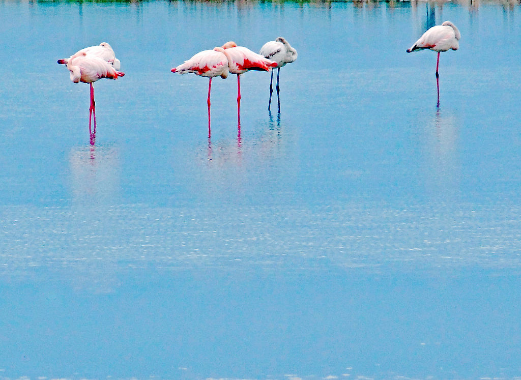 Flamingos resting!