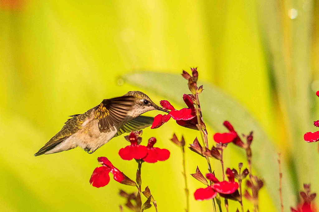 Hummer Kind of Morning