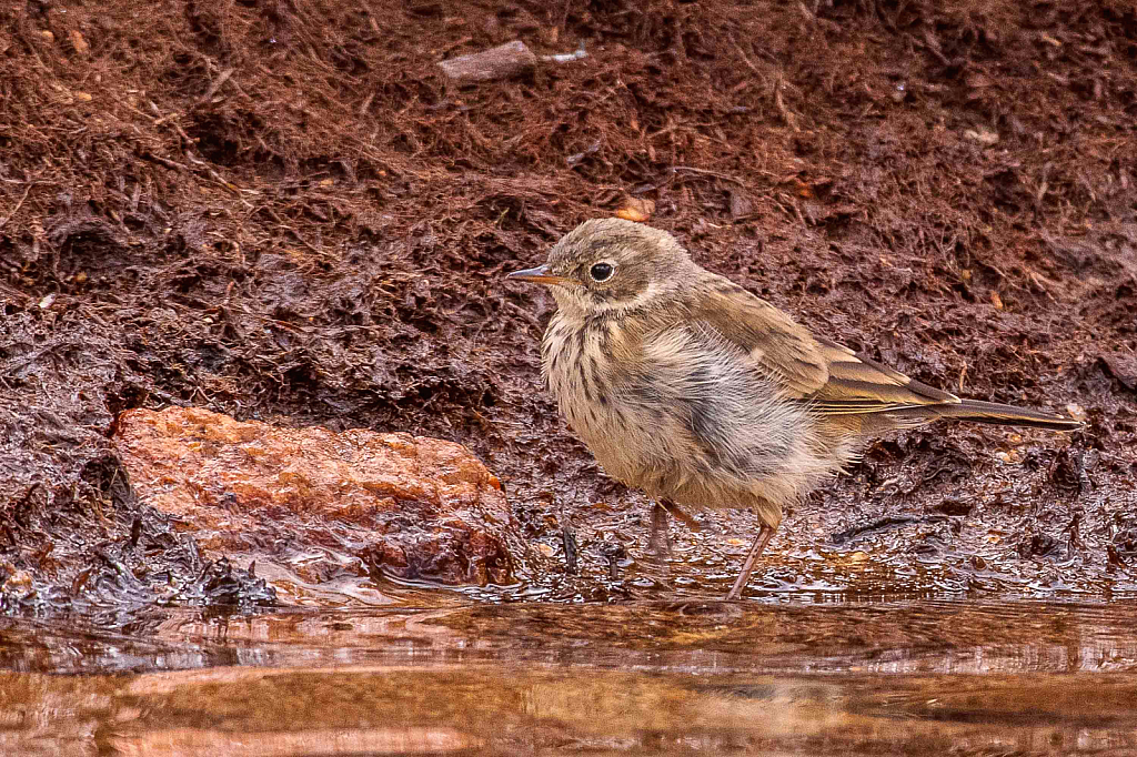 Strolling Water Pipet