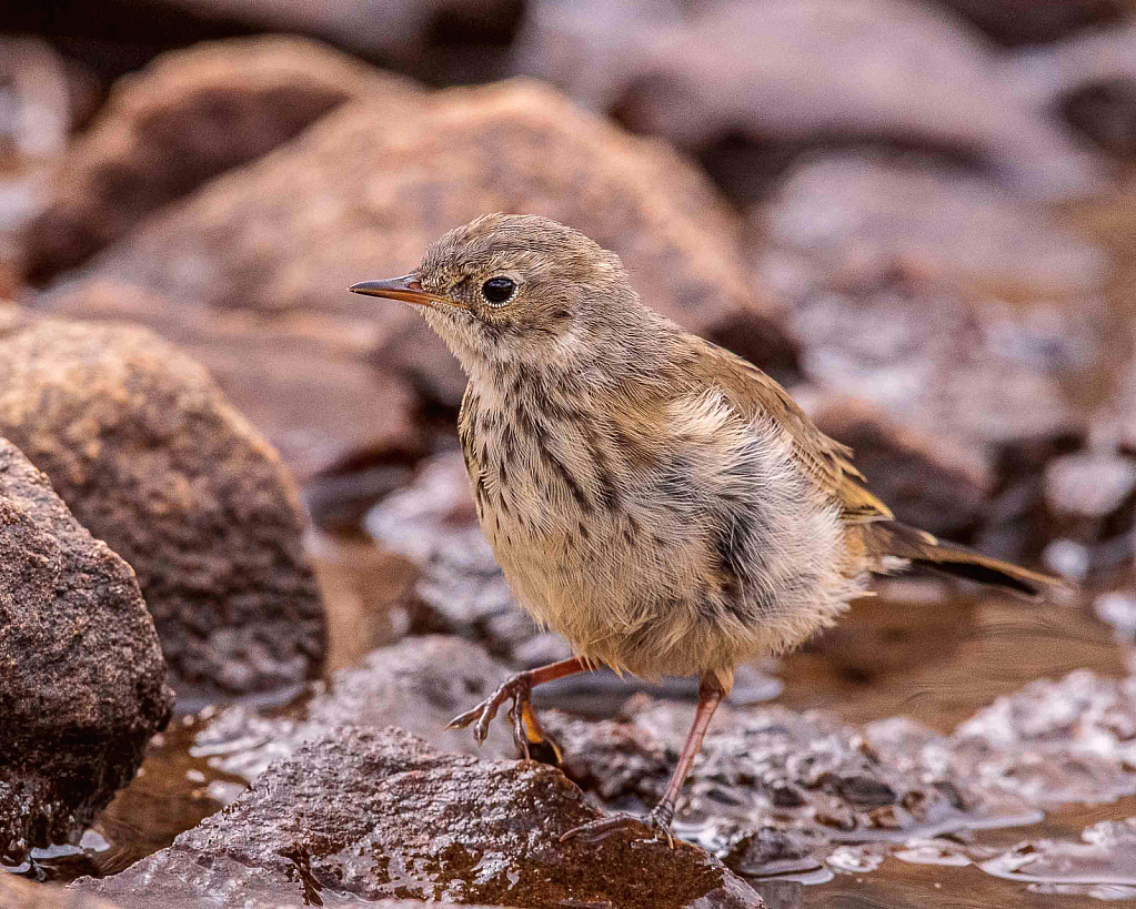 Water Pipet on the Rocks