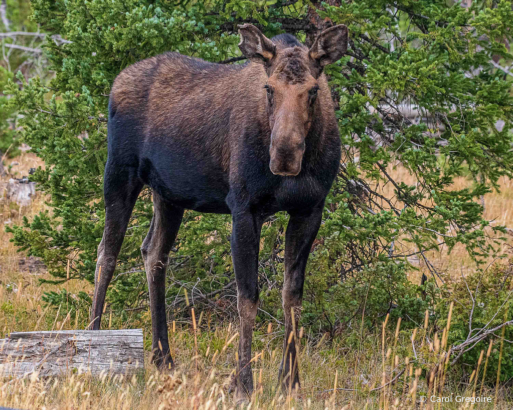 Moose Stare Down