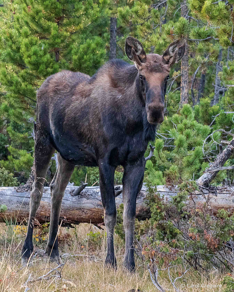 Young Mr. Moose