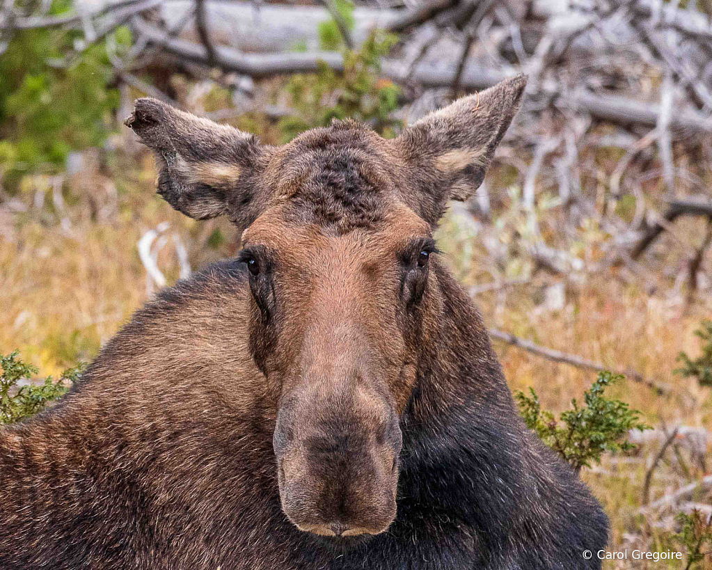 Mama Moose Stare Down