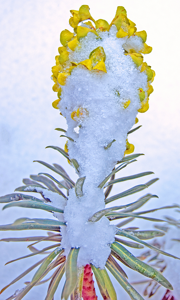 Wild flower in the snowstorm.