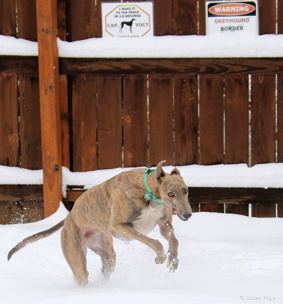 Freddysnowturningthecorner