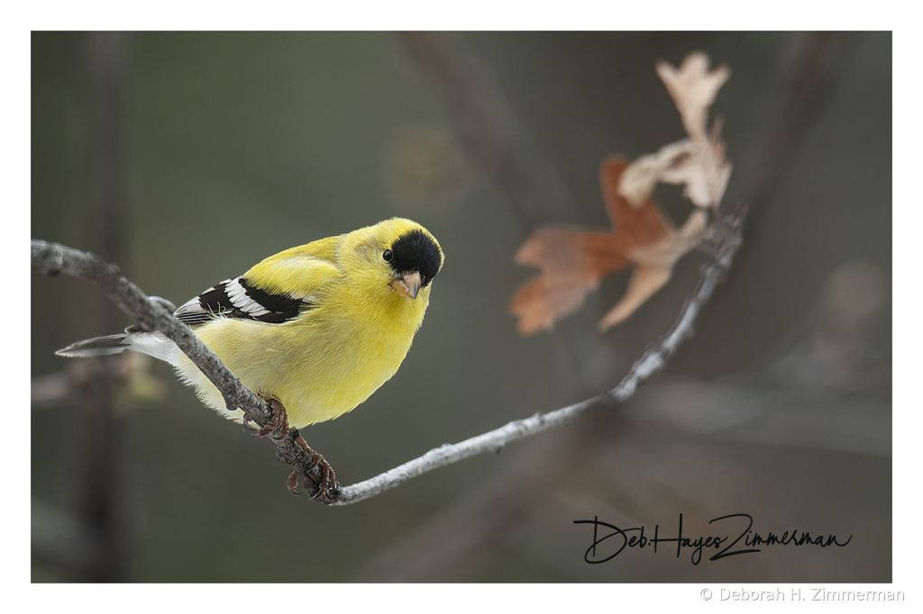 Good Morning Goldfinch