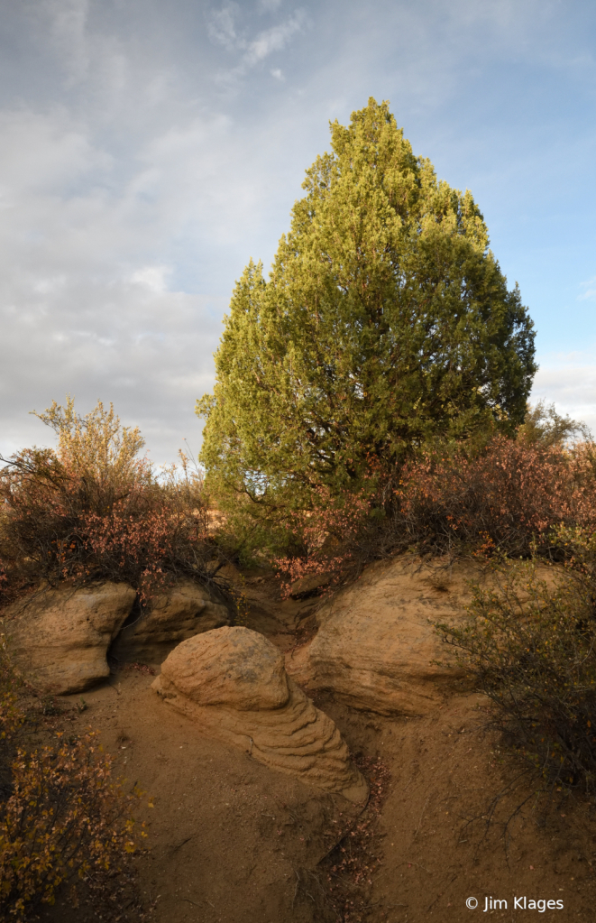 Juniper/Cedar tree with rock formation