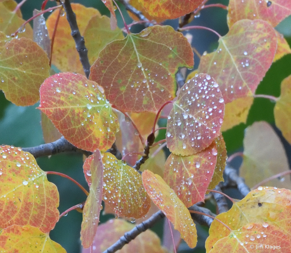 Dew on Multi-colored Aspen Leaves