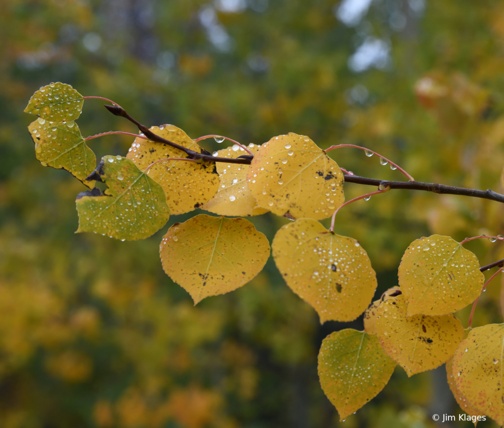 Dew on Aspen Leaves