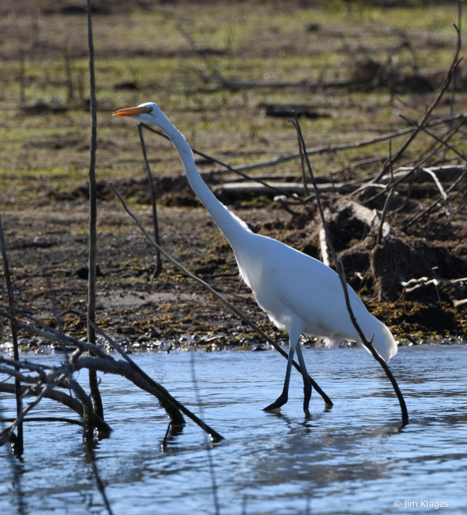 Great Egret