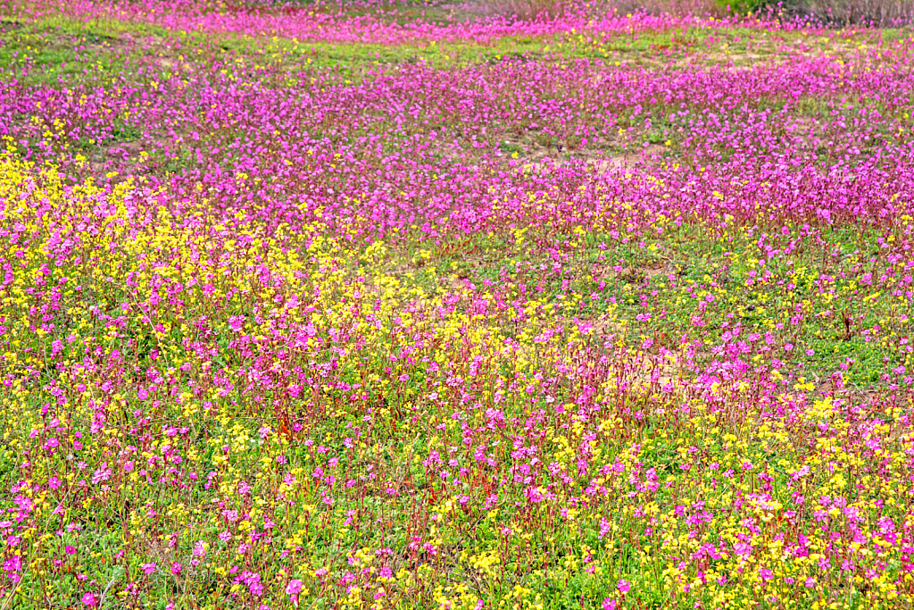 Colorful Spring Field.