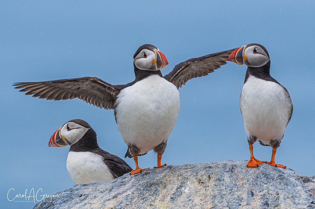 Puffin Choir