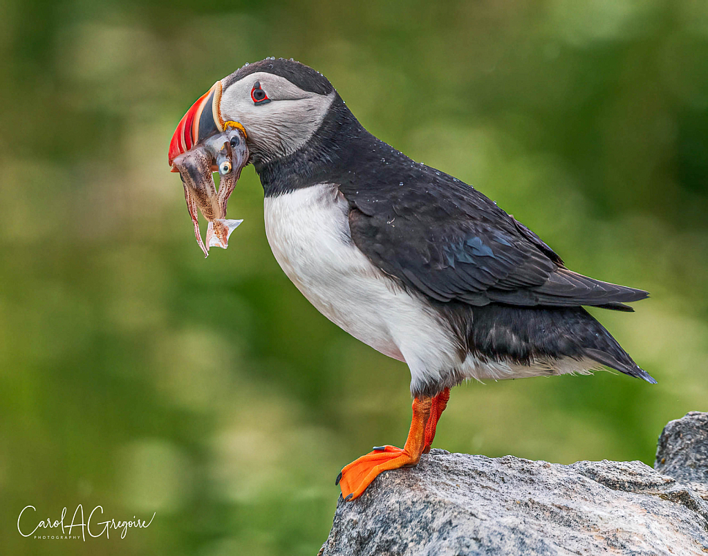 Puffins Brunch