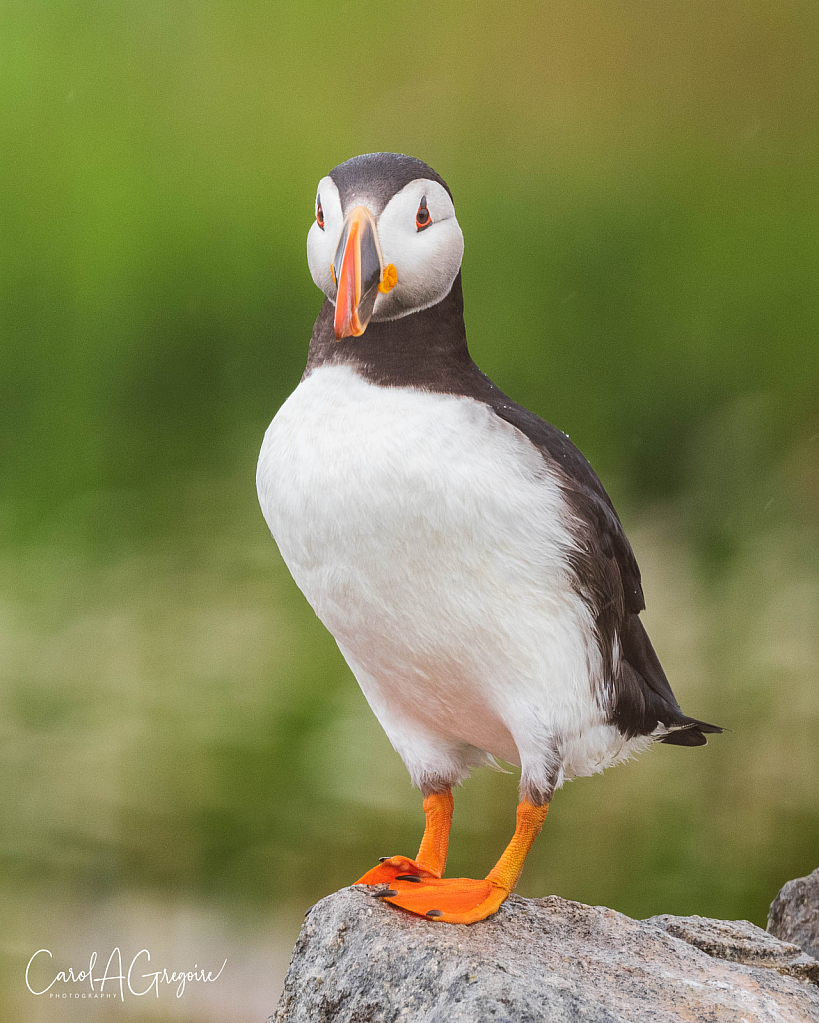 Puffin Portrait