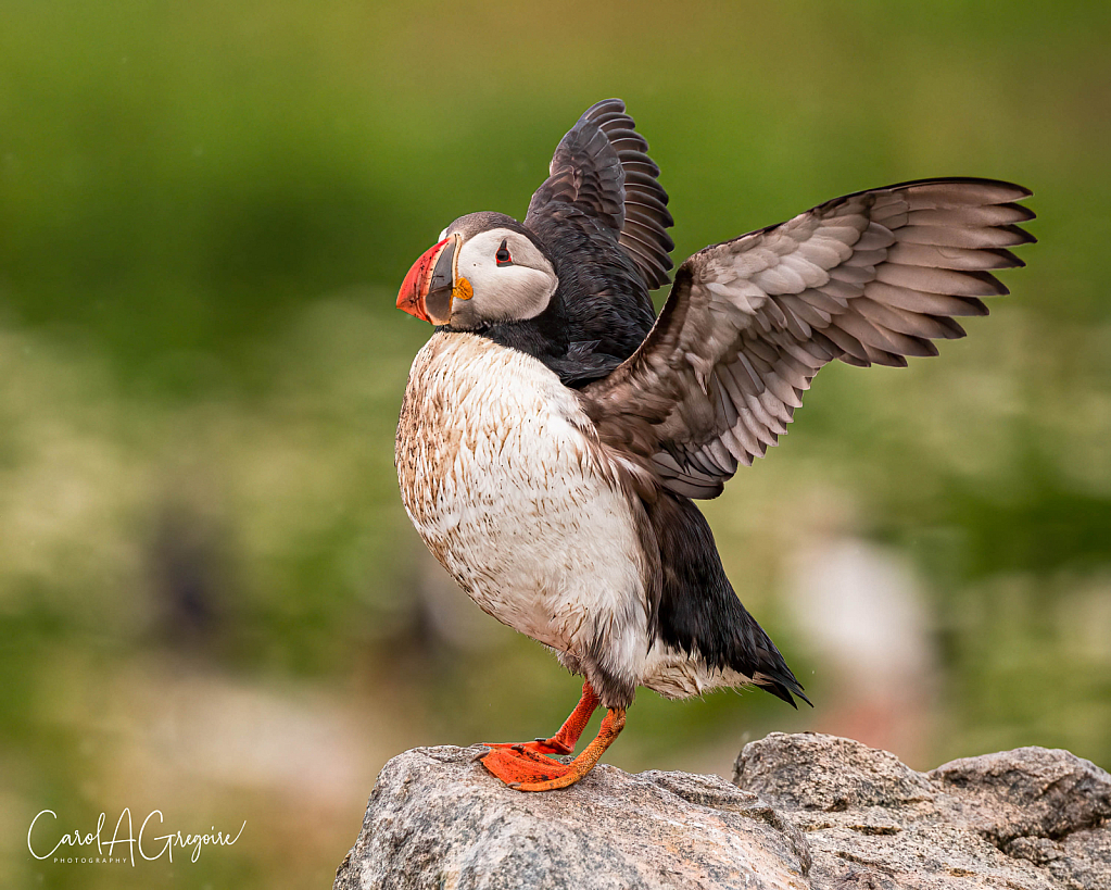 Stretching My Wings