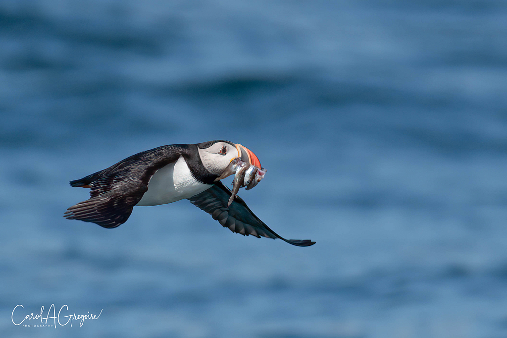 Puffin with Food