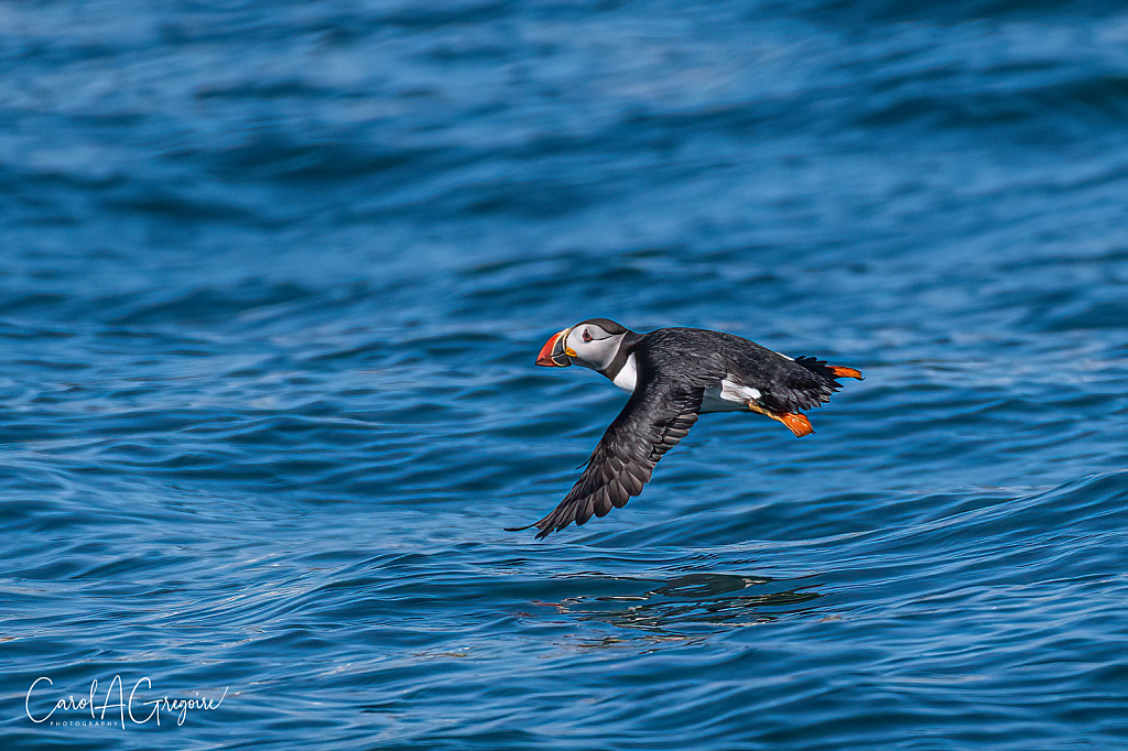 Puffin Flyby