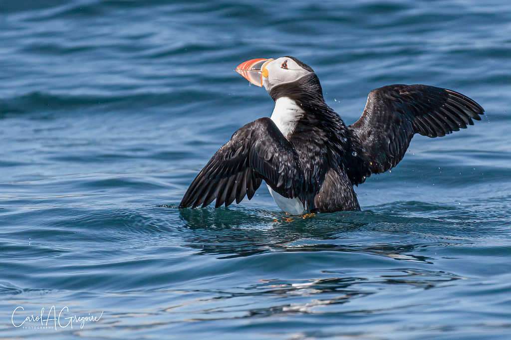 Flapping Atlantic Puffin