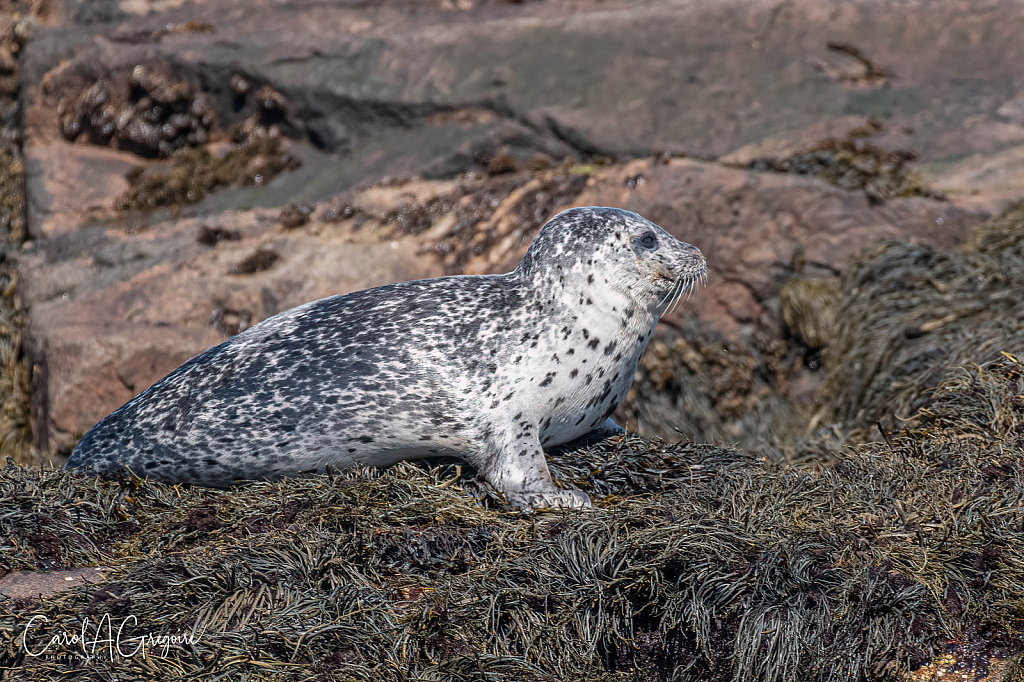 Sunning Seal