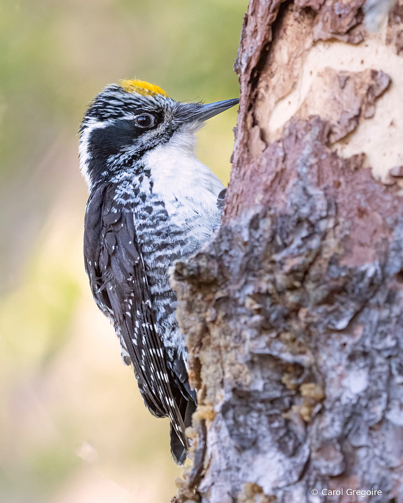 American Three Toed Woodpecker