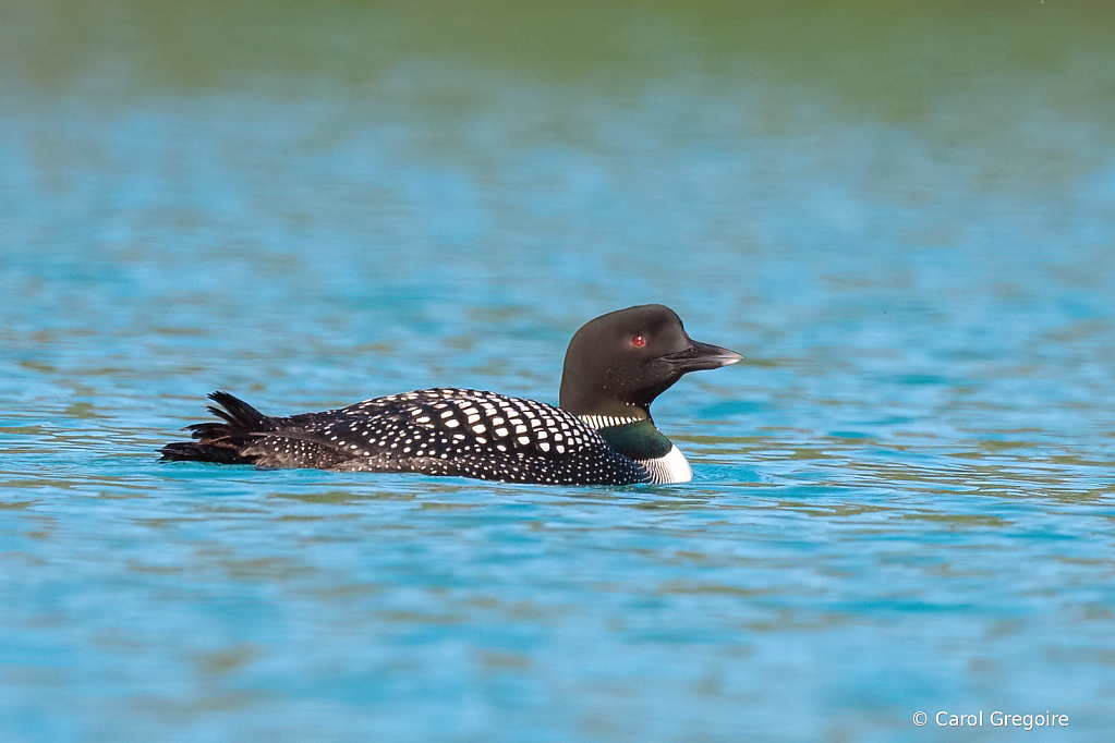 Common Loon