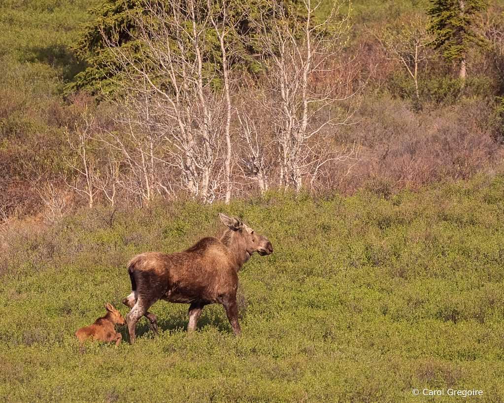 Moose on a Hill