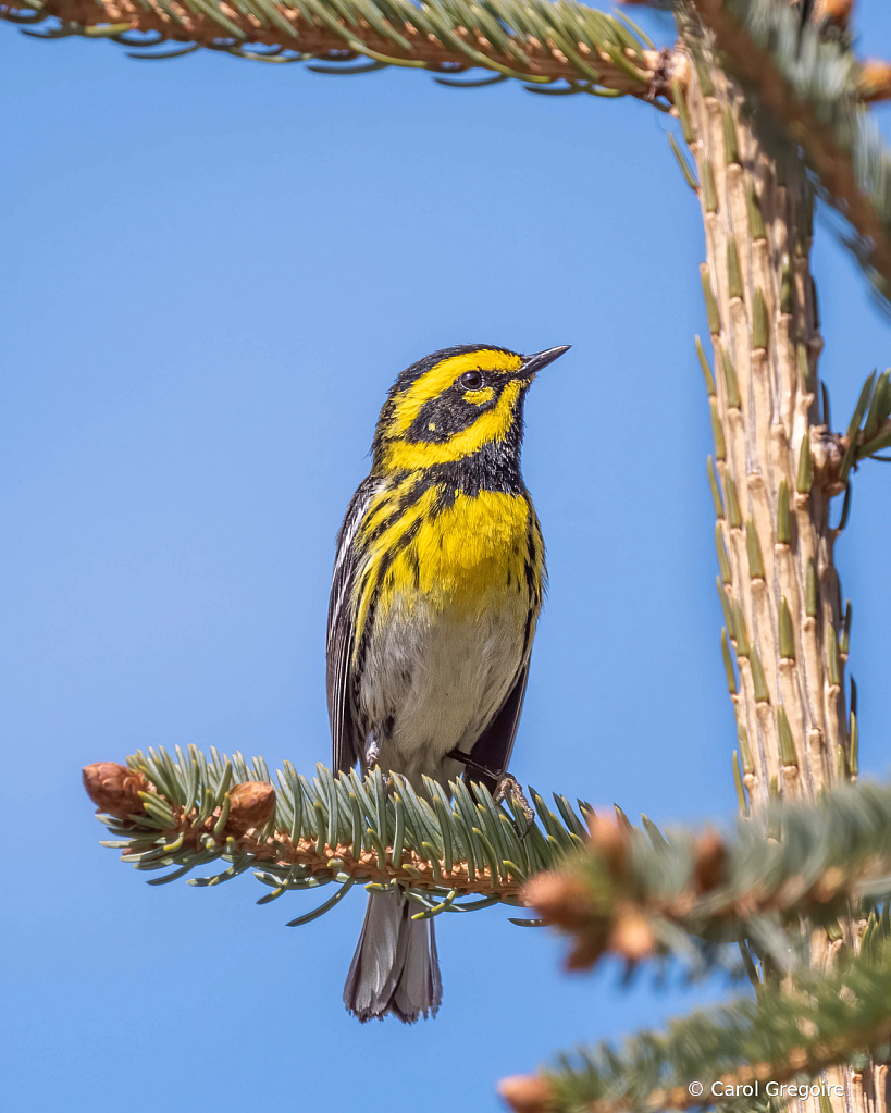 Townsend's Warbler