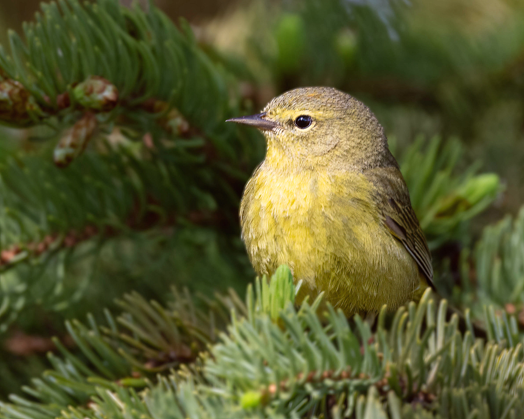 Orange-Crowed Warbler in a Tree