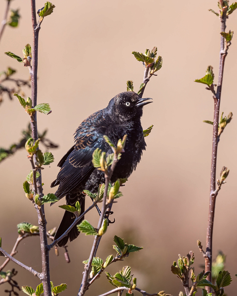 Rusty Blackbird