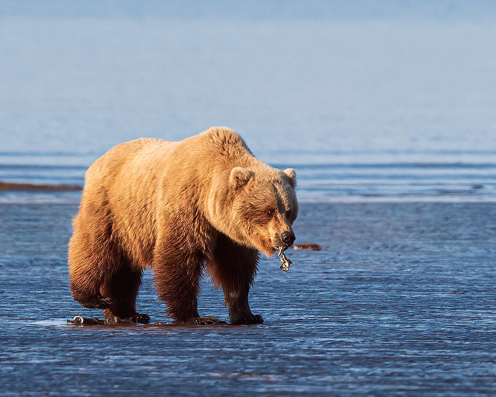 Clamming Brown Bear