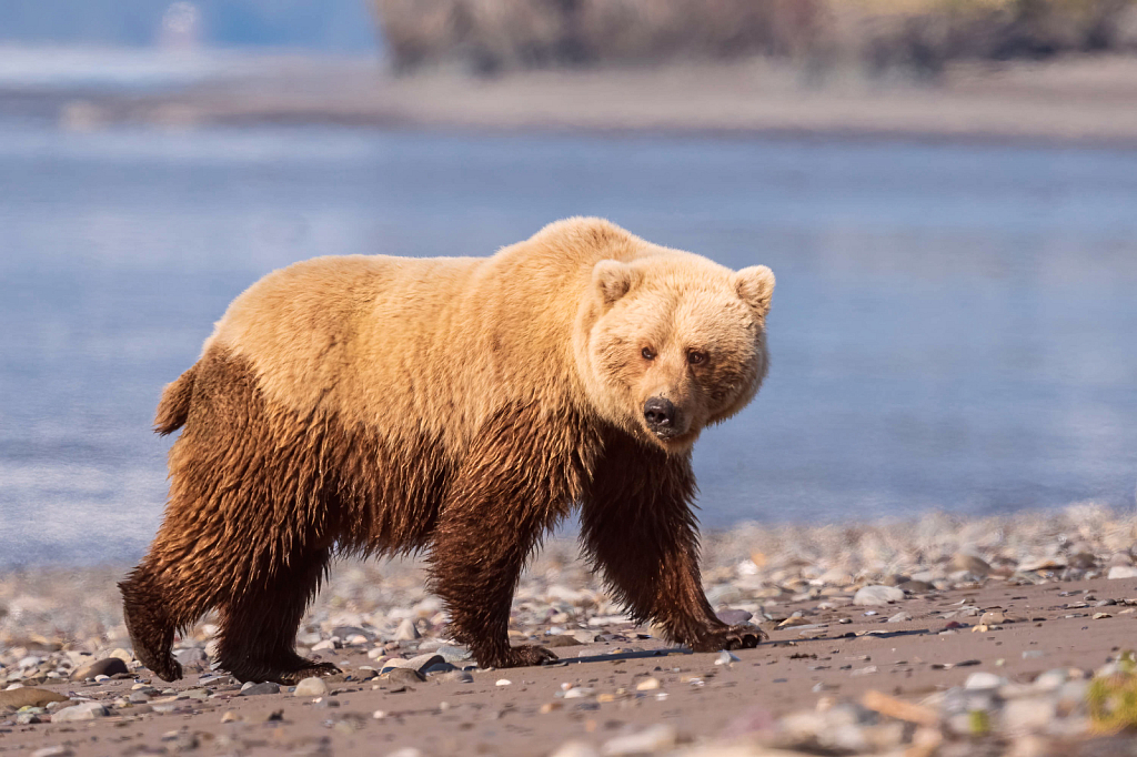 Brown Bear on the Beach