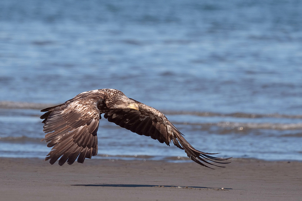 Young Eagle Over the Beach