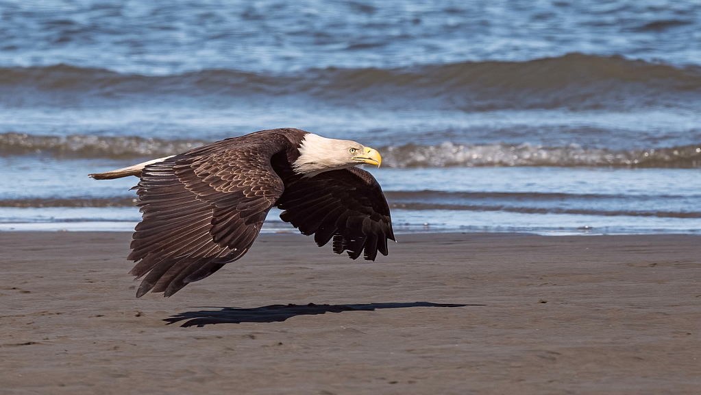 Adult Eagle Over the Beach