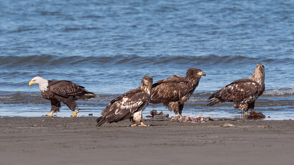 Beach Eagles