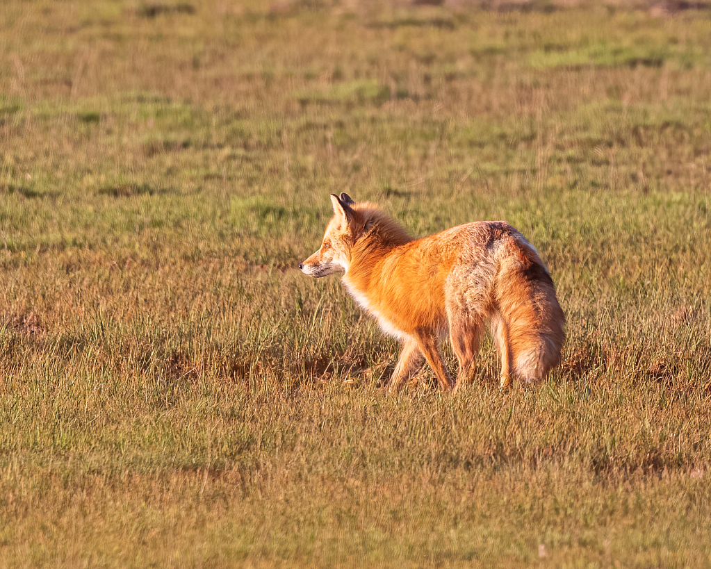 Alaskan Red Fox