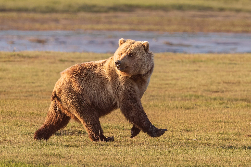 Running Brown Bear