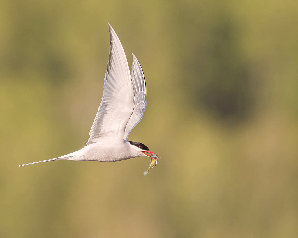 Artic Tern