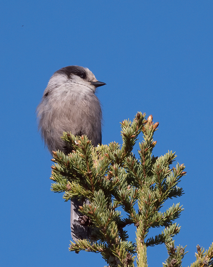 Treetop Canada Jay