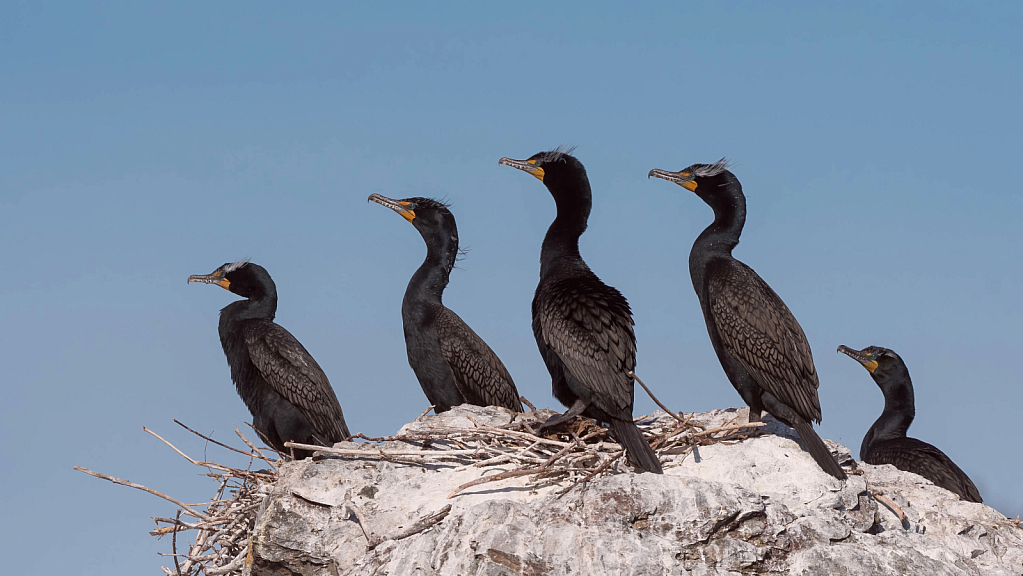 Cormorant Lineup