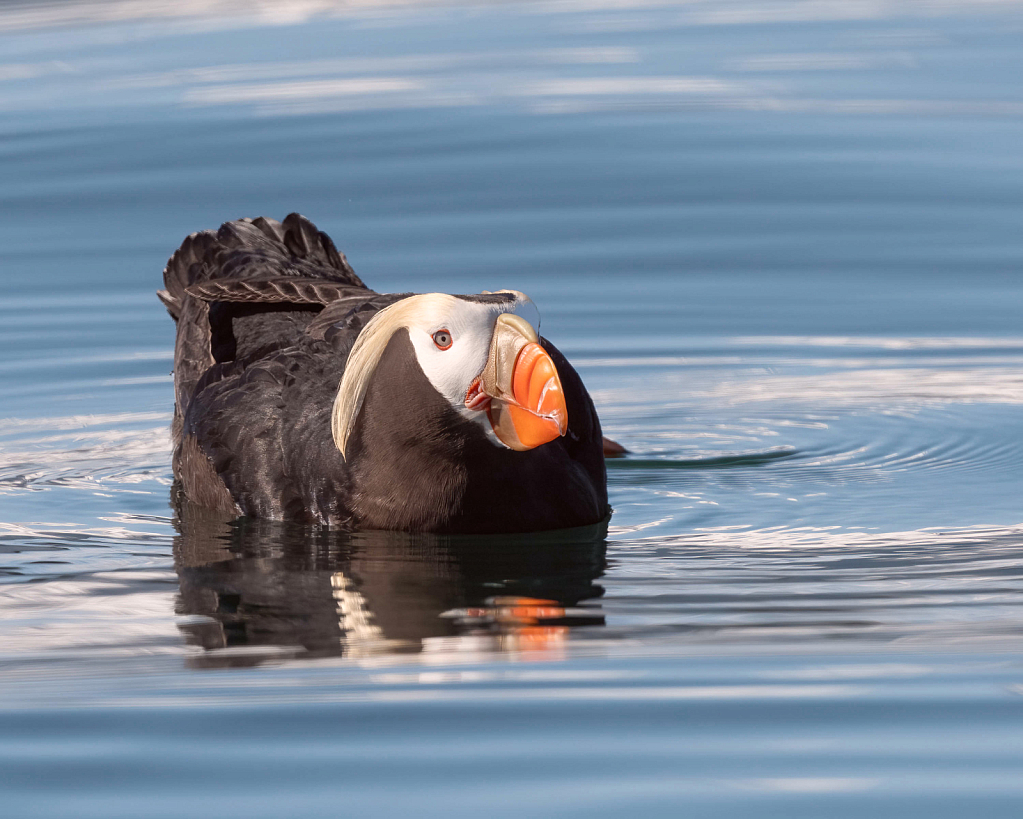 Tufted Puffin